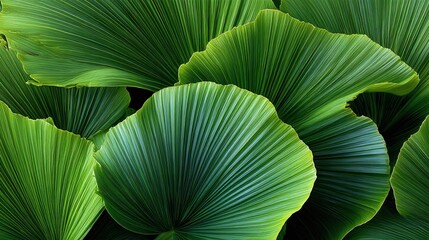 Vibrant Green Palm Fronds: A botanical close-up showcasing large, fan-shaped palm leaves with distinct ridges, creating a lush, tropical texture.