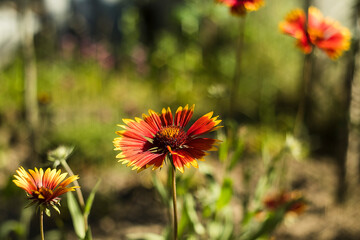 Vibrant red and yellow Gaillardia flower blooms in greenery, displaying intricate details, natural elegance, and a touch of garden serenity.