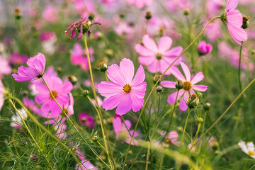 Fototapeta premium A cosmos flowers blossom fully, bathed in soft light and surrounded by the richness of a flower-filled field.