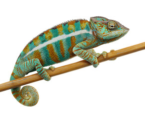 Obraz premium Vibrant Panther Chameleon Perched on Branch, isolated on a transparent background