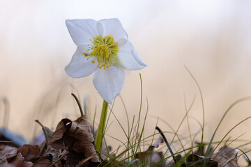 Die Schneerose steht bereits Anfang März in voller Blüte