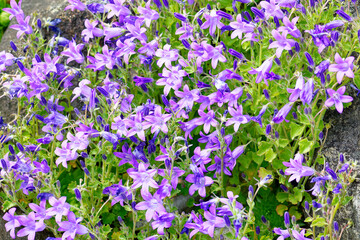 Obraz premium Zwerg-Glockenblumen (Campanula cochleariifolia)
