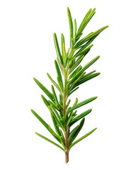 Obraz premium Fresh Green Rosemary Sprig on Black Background