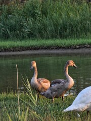 goose and ducks on the lake looking at the camera