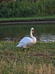 swan on the lake