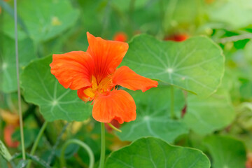Nasturtium plant with yellow flower in a rural garden. Gardening concept. Emphasizing the beauty and details. Flowering plant in countryside. Companion plant. Sunlight.