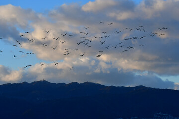 甲子園浜の渡り鳥
