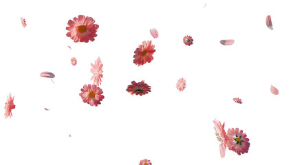 Peachy pink spring flowers and petals overlay 3d render