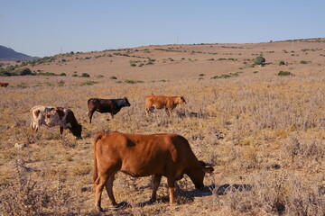 Andalusian Retinta Cows Grazing in Pasture
