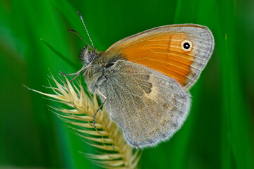 Small heath // Kleines Wiesenvögelchen (Coenonympha pamphilus) 