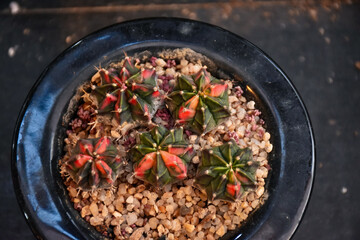 Little cactus on small pot, plant for decoration. Beautiful blooming cactus, selective focus blurred green nature background. Hobby during work from home concept. 