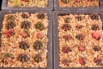 Little cactus on small pot, plant for decoration. Beautiful blooming cactus, selective focus blurred green nature background. Hobby during work from home concept. 