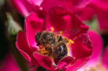 Biene auf Rosenblüte © WR