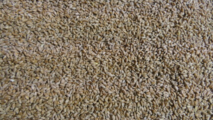 Various particles in close-up. Hemp, grain, and corn