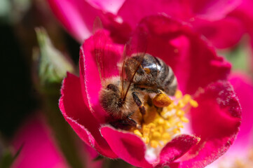 Biene auf Rosenblüte