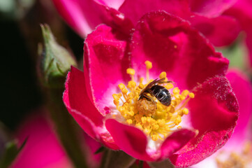 Biene auf Rosenblüte © WR