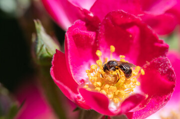 Biene auf Rosenblüte © WR