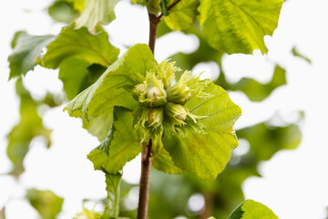 Close-up of green hazelnut leaves with young buds. Scene captures freshness of spring