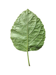 Isolated Green Leaf Backside for Design or Illustration 