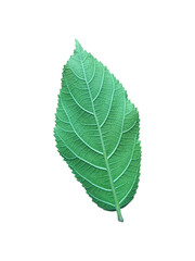 Bright Green Leaf Backside Isolated for Design or Botanical Illustration