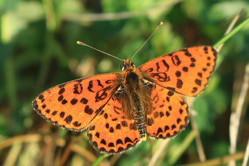 Colorful butterfly on flower, spotted fritillary (Melitaea didyma)