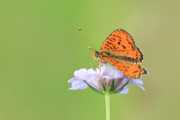 Colorful butterfly on flower, spotted fritillary (Melitaea didyma)