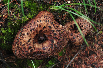 Wild sarcodon imbricatus,edible mushroom in forest of China