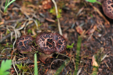 Wild sarcodon imbricatus,edible mushroom in forest of China