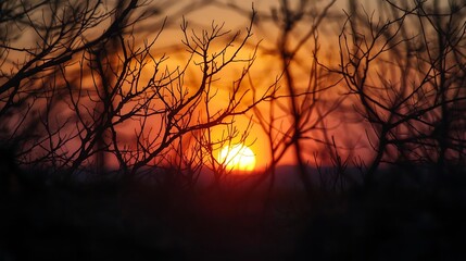 Autumn Sunset Through Bare Tree Branches, warm seasonal silhouette
