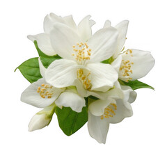 Jasmine flower fresh, isolated on white and transparent background
