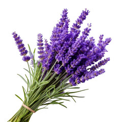 Obraz premium Lavender flower sprig, isolated on white and transparent background