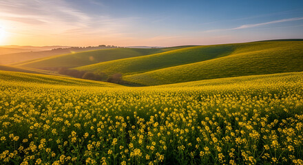 Scenic Rolling Hill Landscape Covered in Yellow Flowers at Sunrise