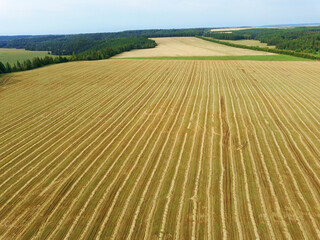 Aerial view landscape with wheat fields and forest on sunny day