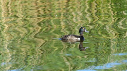 Tufted Duck. Female