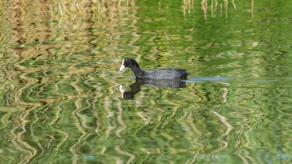 Peaceful coot.
