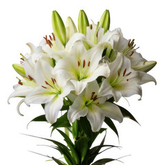 Obraz premium Lily bouquet white, isolated on white and transparent background.
