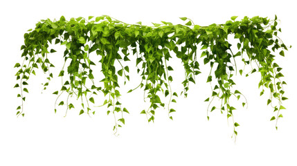 Hanging greenery isolated on white background

