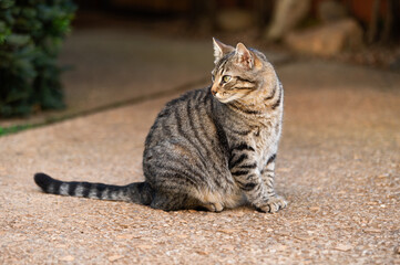 Naklejka premium GATO