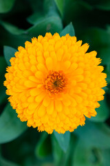FLOR AMARELA