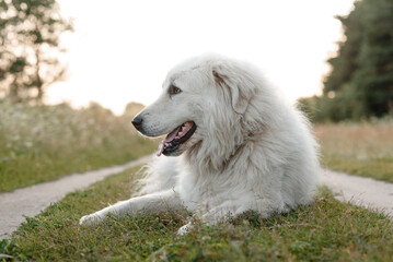 huge white Pyrenean Mountain Dog lying on country road in green field outdoors in sunny summer day,...