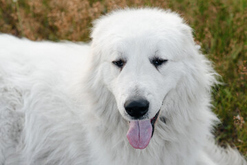 huge white Pyrenean Mountain Dog sitting on country road in green field outdoors in sunny summer day, head closeup view, tongue out, sunset, dogwalking concept