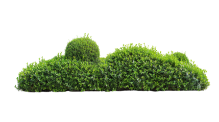Classic green topiary hedge line with varying rounded shapes.