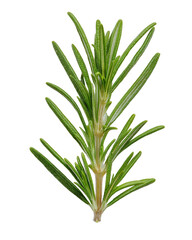 Fototapeta premium Fresh Green Rosemary Sprig on Black Background