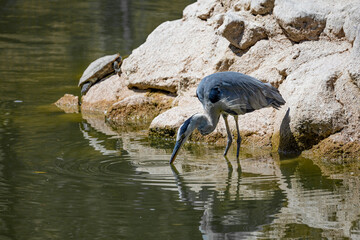 bird, crane, animal, nature, wildlife, beak, heron, crowned, feather, wild, birds, water, feathers,...