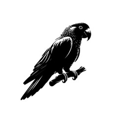Parrot 21 Vector Illustration – Exotic Colorful Jungle Bird Artwork