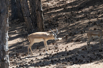 animal, deer, mammal, wildlife, antelope, nature, wild, buck, horns, antlers, horn, goat, gazelle,...