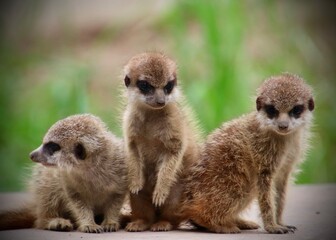 group of meerkat