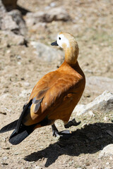 bird, duck, animal, goose, nature, beak, wildlife, water, feather, white, wild, geese, isolated, brown, black, waterfowl, feathers, red, farm, wings