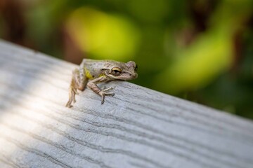frog on a tree