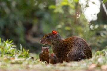 Photos of an Amazonian rodent known as the añuje, similar to the capybara, another famous Amazonian rodent.